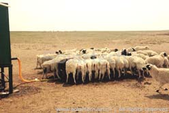 系统满足牧民和牲畜日常饮水需求
