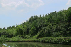 光伏扬水系统使用后银杏生态园风景